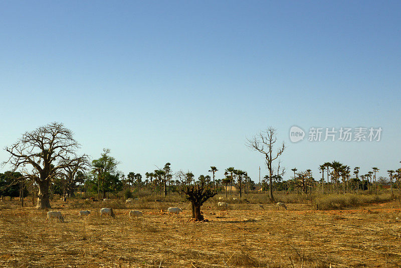 N'Diasse forest - baobabs and savannah - Thiès Region, Senegal